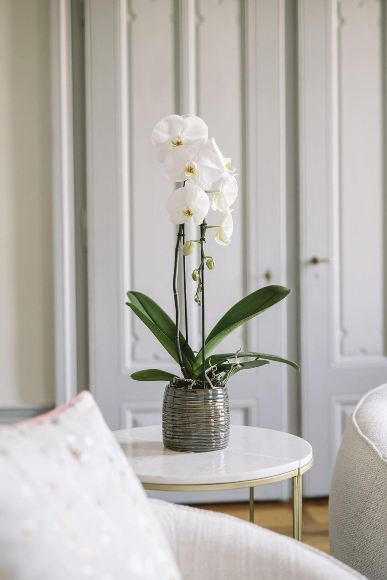 Chateau De L'Aile- Boutique Suites Vevey Ngoại thất bức ảnh